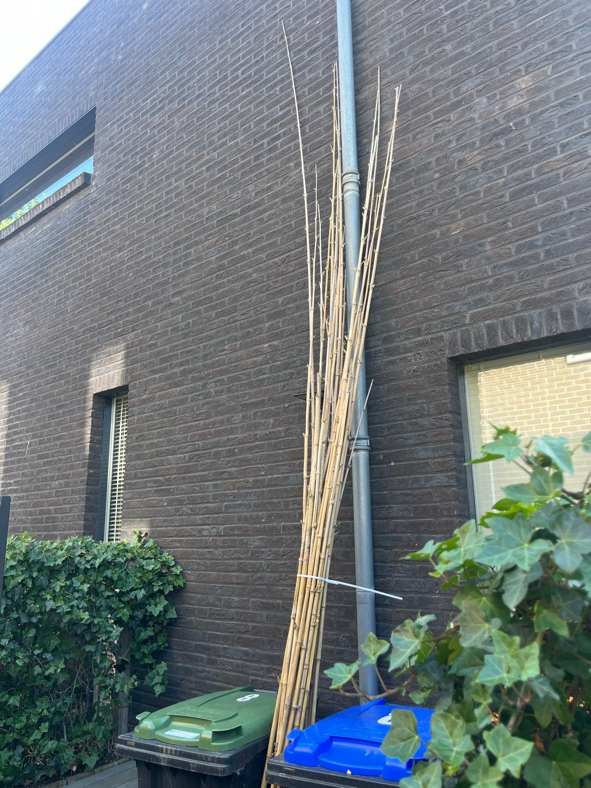 23 Bamboe stokken, ca. 3,5 meter lang, Tuin en Terras, Ophalen