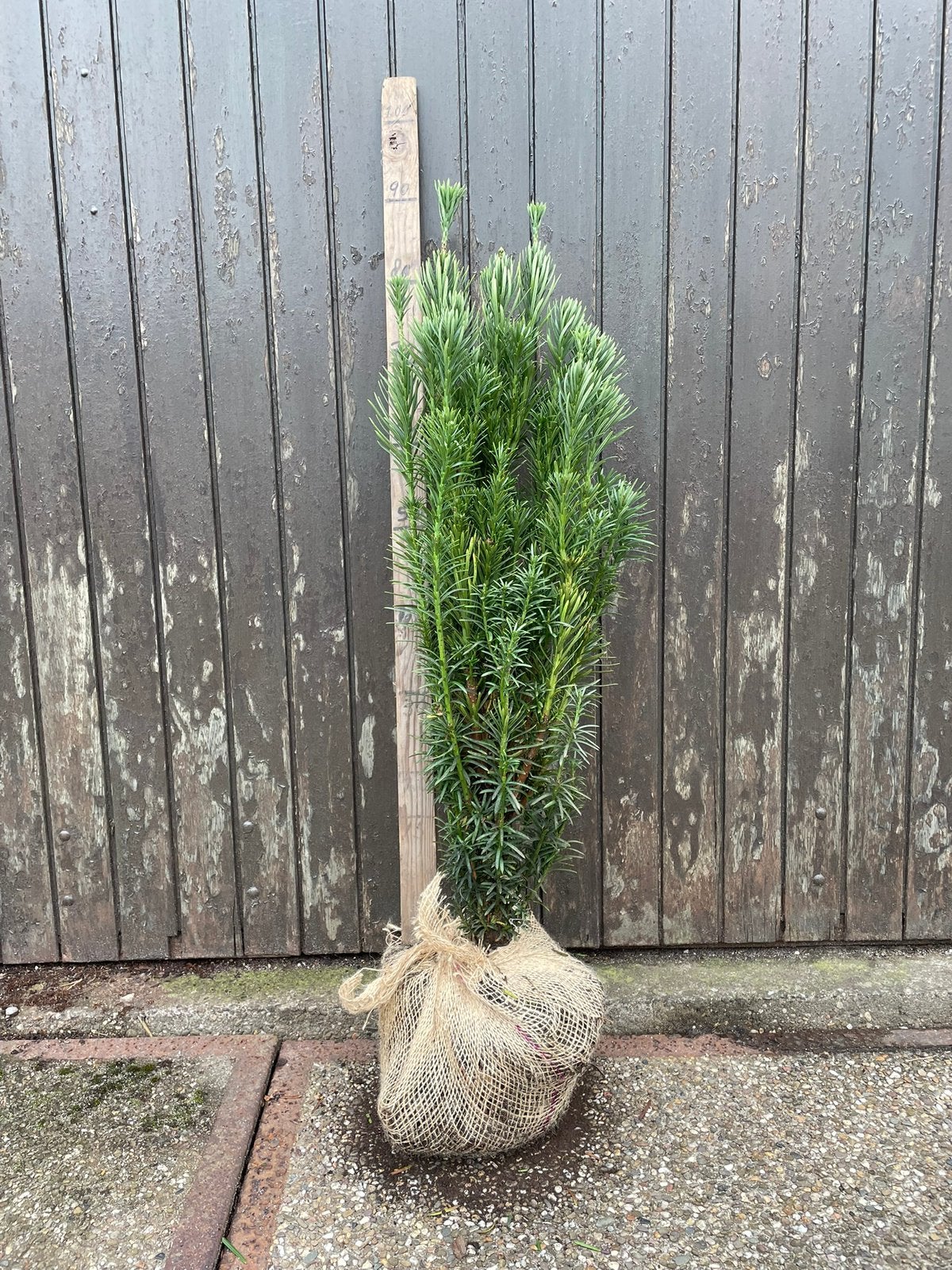 Taxus haagplant, Ophalen, Taxus