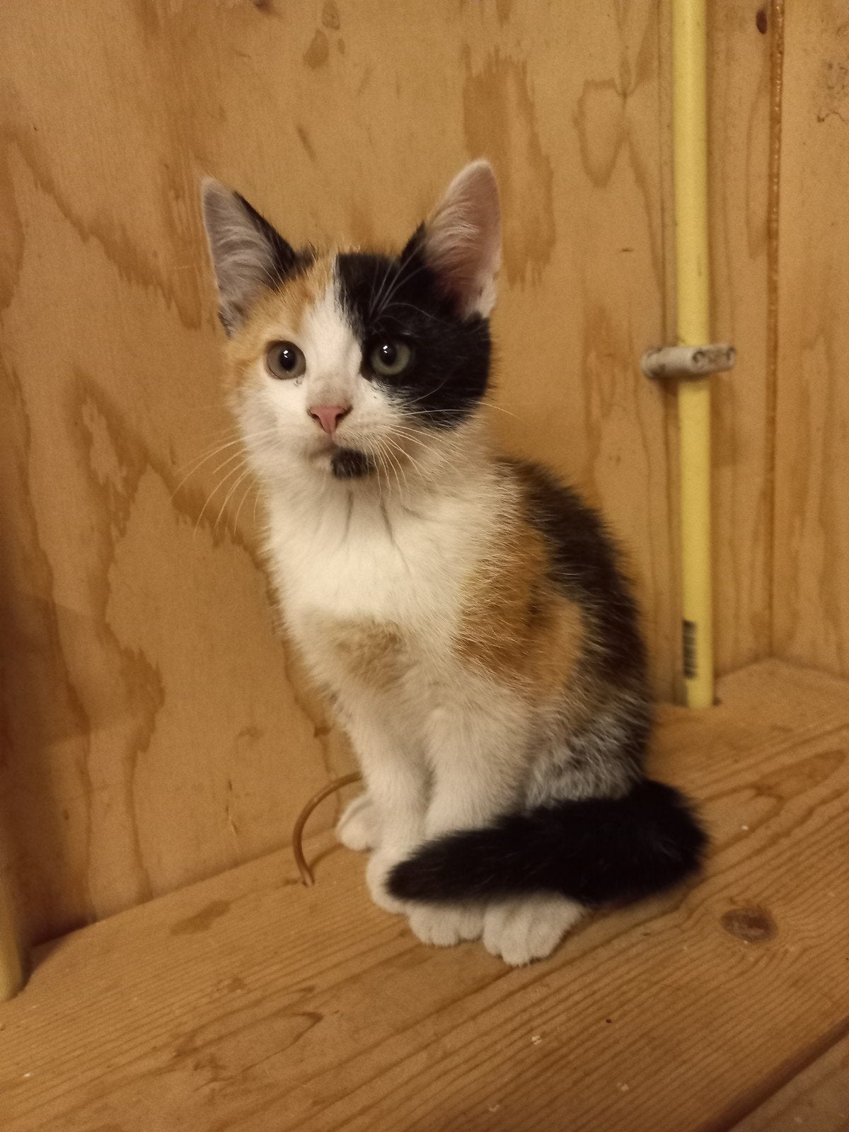 Lapjeskittens, de laatste 2, Poes