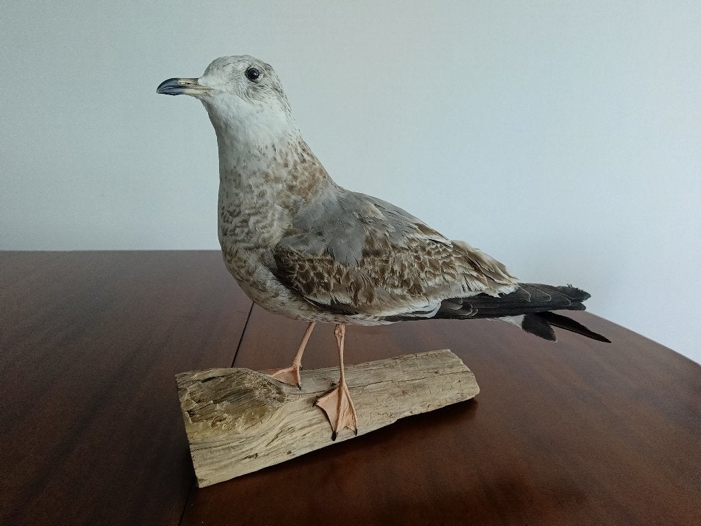 Opgezette Meeuw, Ophalen of Verzenden, Nieuw, Vogel, Opgezet dier