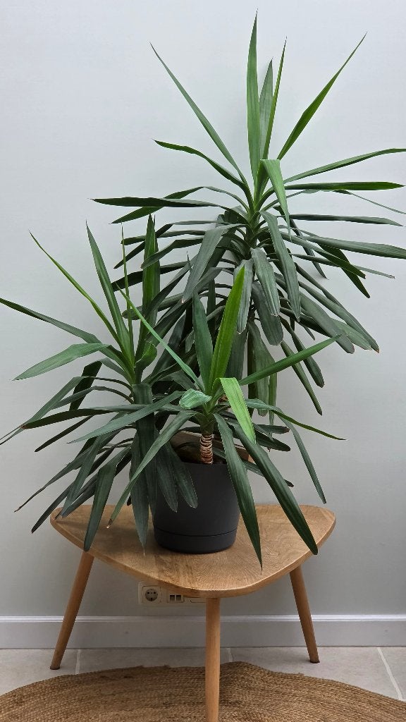 Yucca 3 stammen eventueel bezorging in Leeuwarden mogelijk, Huis en Inrichting, Ophalen, Yucca, Halfschaduw, 100 tot 150 cm