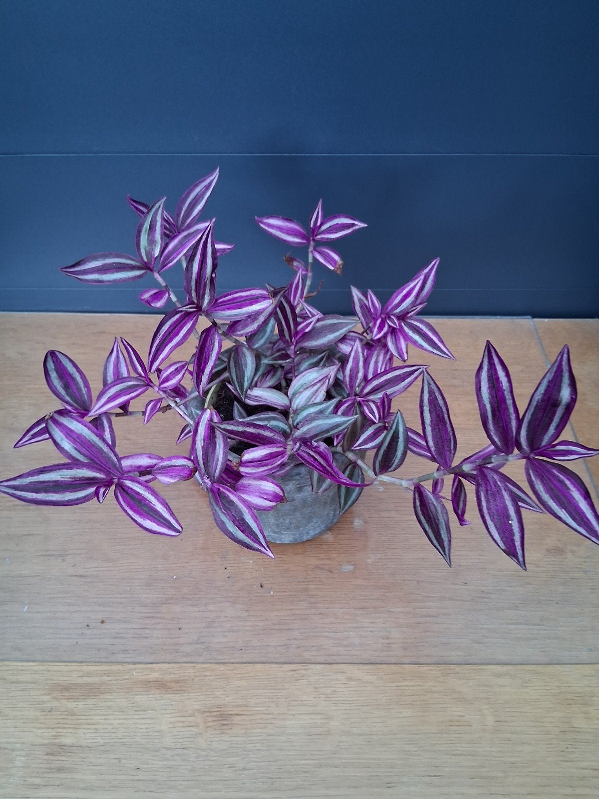 Tradescantia Zebrina - Prachtige paarse hangplant, Huis en Inrichting, Kamerplanten, Ophalen, Overige soorten, Halfschaduw, In pot