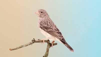 Broedrijp koppel edelzangers, Meerdere dieren, Wildzangvogel, Geringd