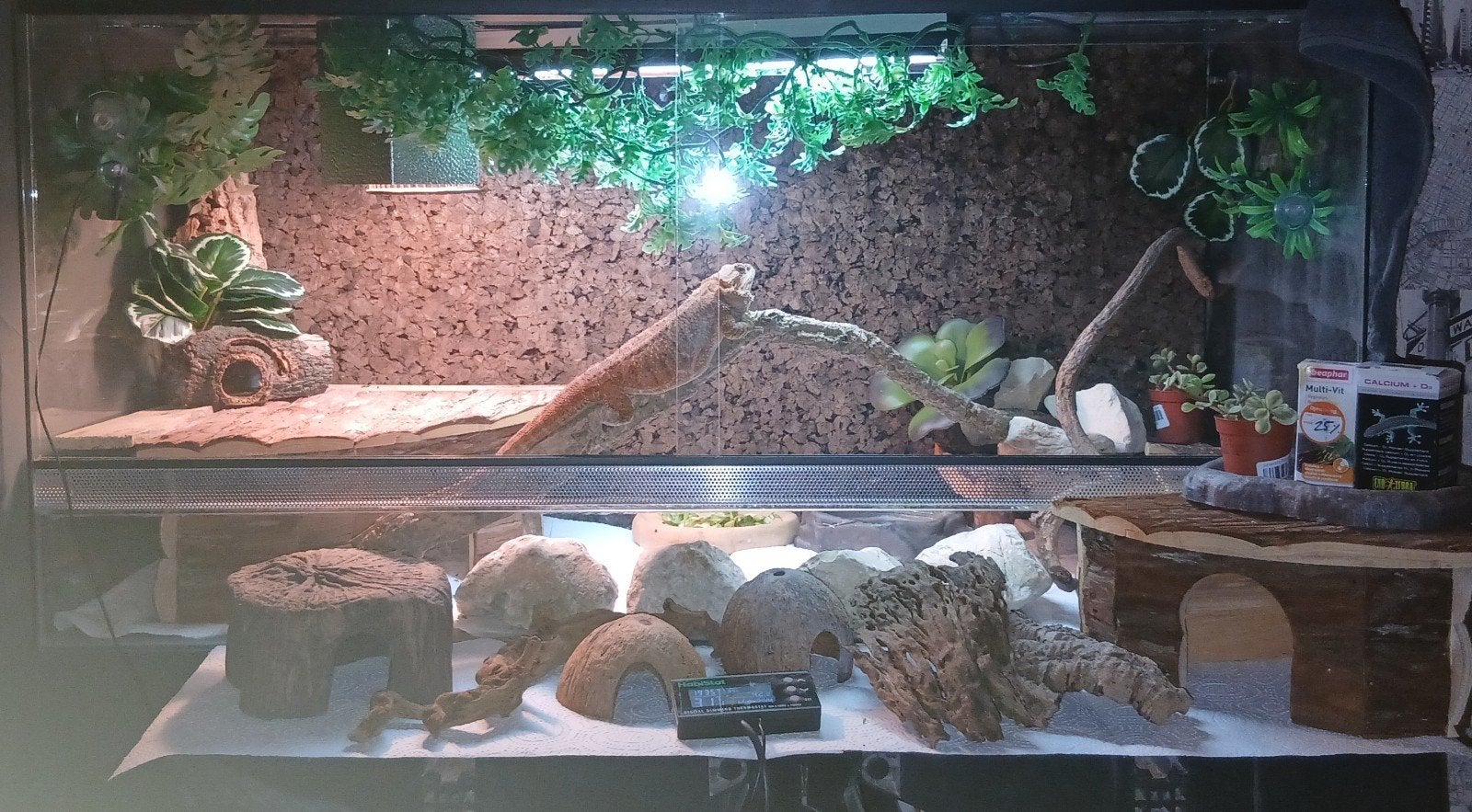 Baardagaam oranje Bearded Dragon photo 4