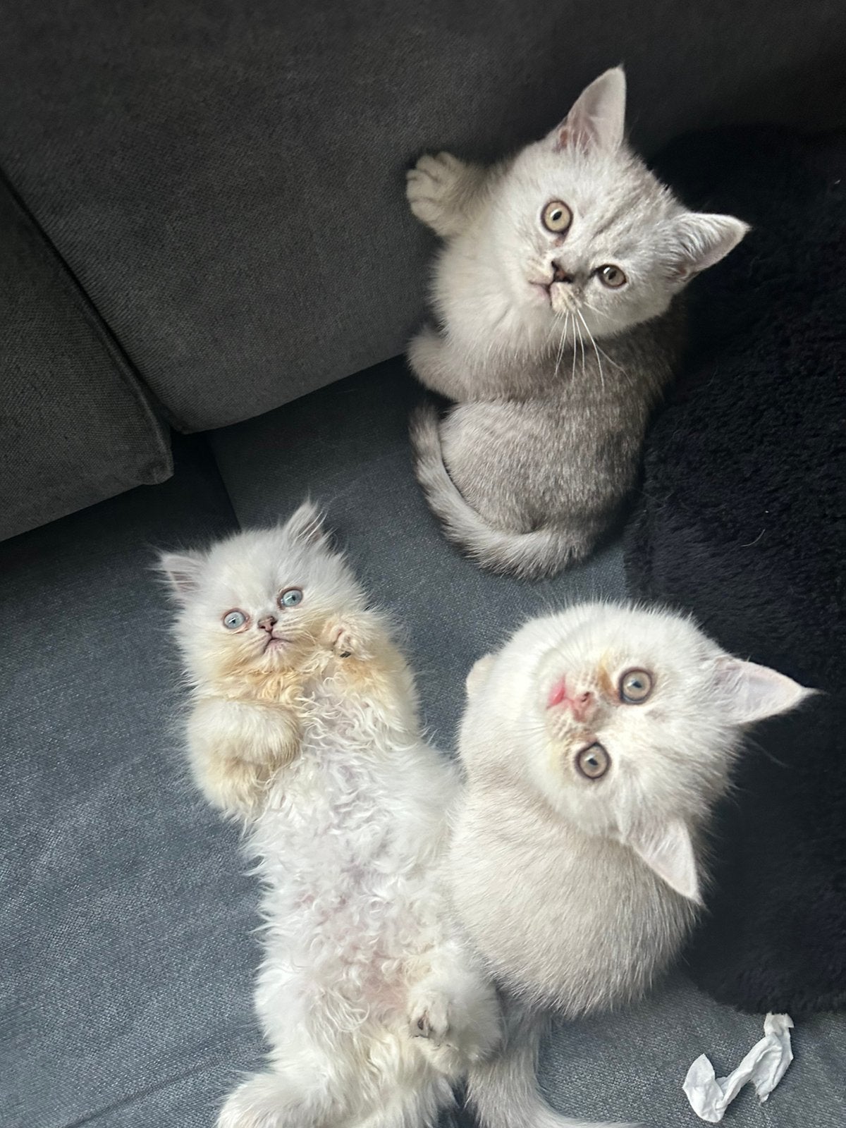 LIEVE BRITISH SHORTHAIR KITTENS TE KOOP  ️, Dieren en Toebehoren, Meerdere dieren, Kortharig, 0 tot 2 jaar