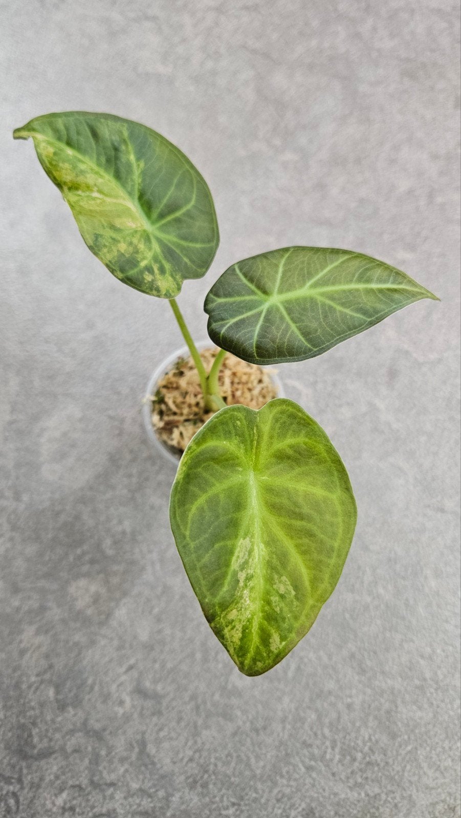 Alocasia Regal Shield Aurea Variegata, Ophalen of Verzenden, Halfschaduw, Minder dan 100 cm