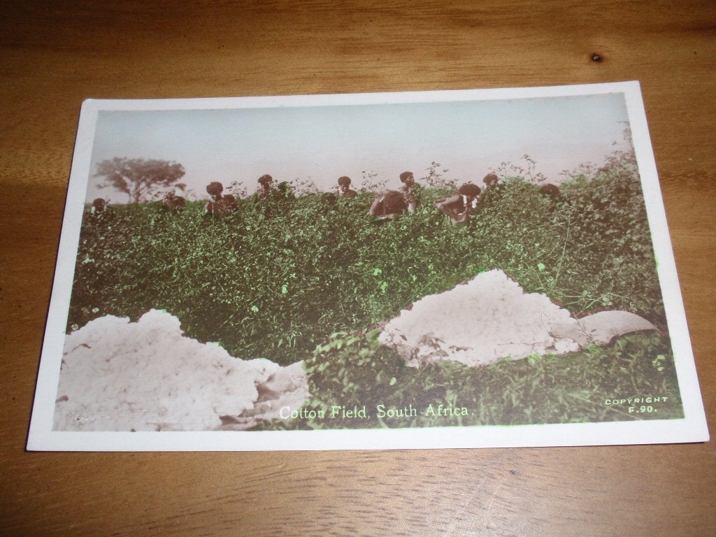 Katoenveld Zuid-Afrika Katoen Plukken Apartheid, Verzenden, 1920 tot 1940, Ongelopen, Buiten Europa
