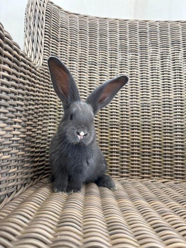 Jonge Duitse reuzen sallander, blauw en zwart VM, Dieren en Toebehoren, Mannelijk, Groot, 0 tot 2 jaar