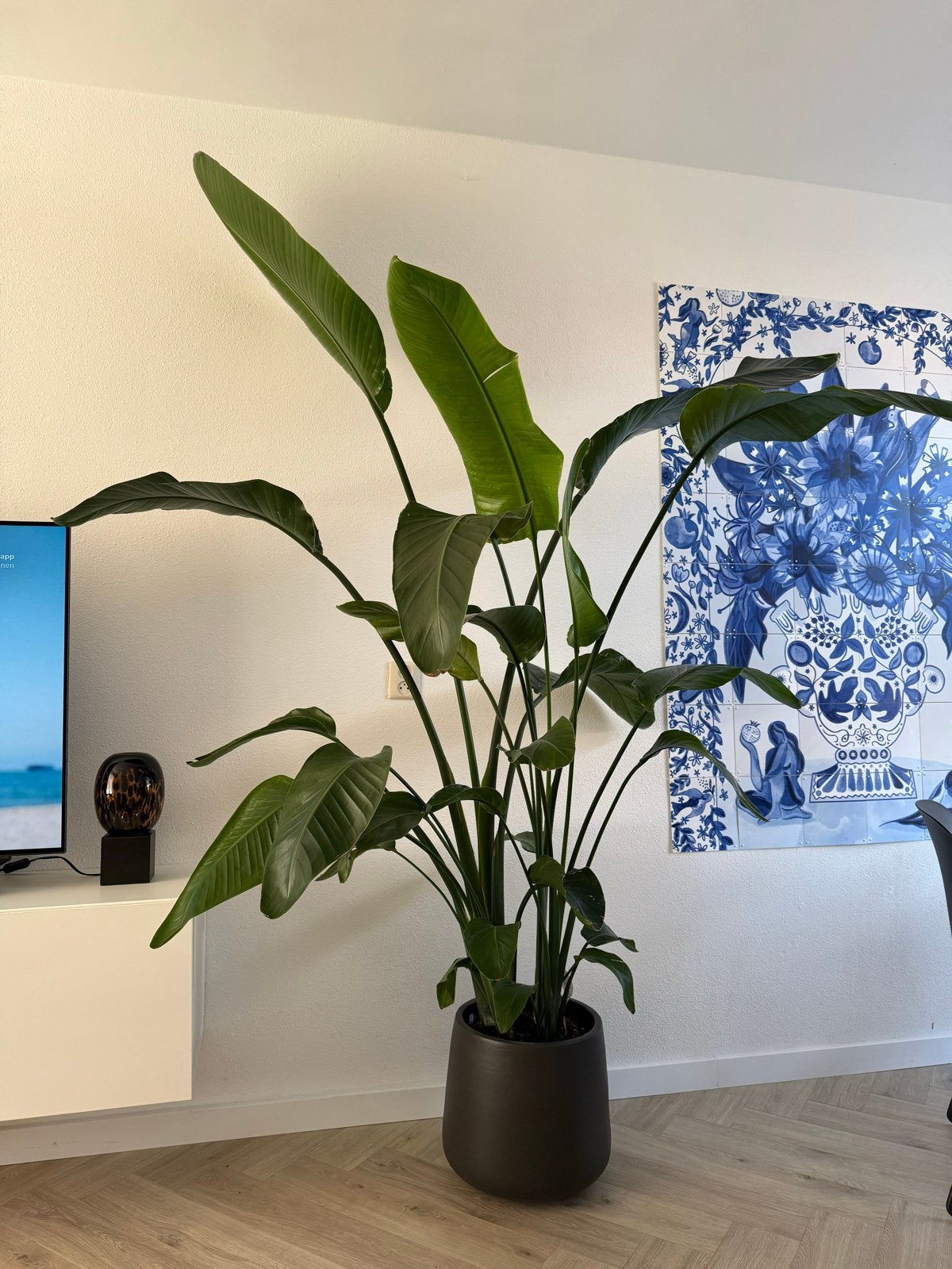 Grote Strelitzia Nicolai - 160 cm breed, 230 cm hoog, Vaste plant, Bloeit niet, Halfschaduw, Ophalen