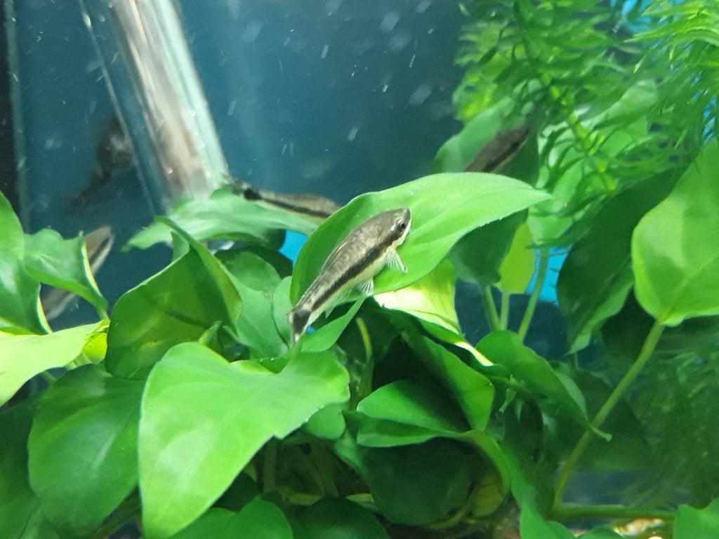 Dwerg Algeneter - Otocinclus Affinis., Vis, Zoetwatervis