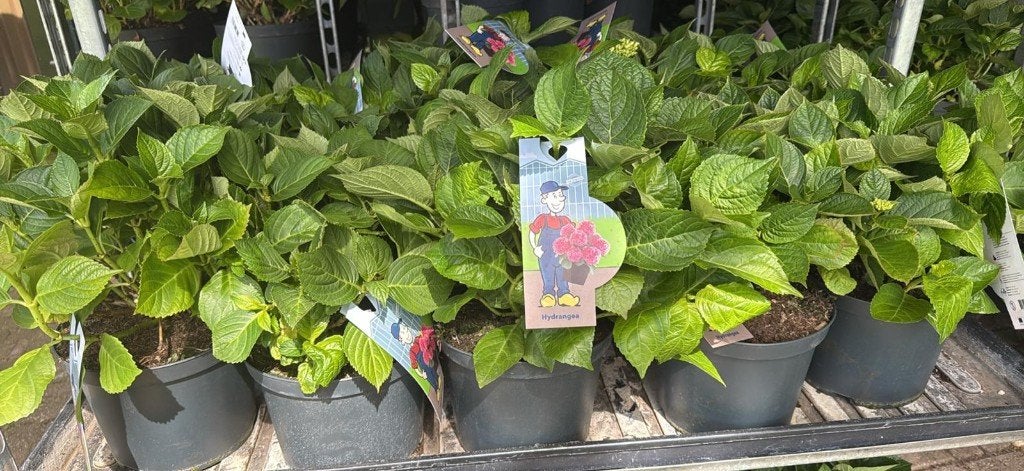 prachtige roze hortensia, Tuin en Terras, Ophalen, Overige soorten, Halfschaduw
