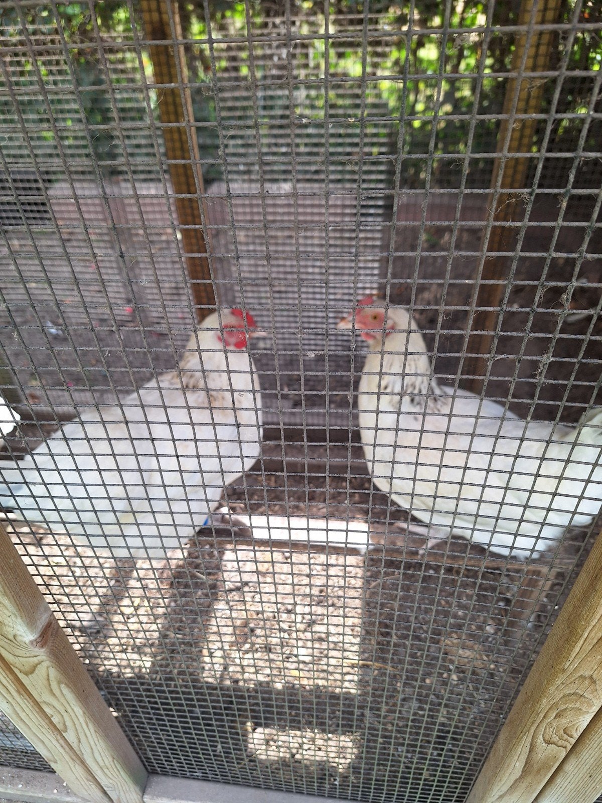 Twee Sussexkippen., Vrouwelijk, Kip
