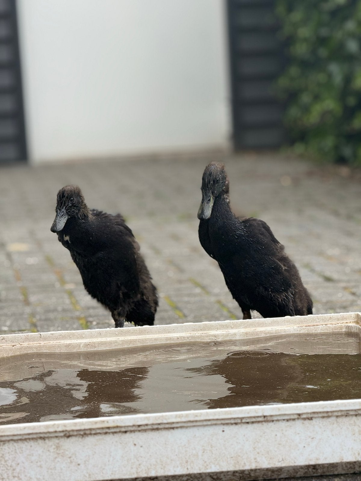 4 prachtige, jonge zwarte Indische loopeenden, Meerdere dieren, Eend