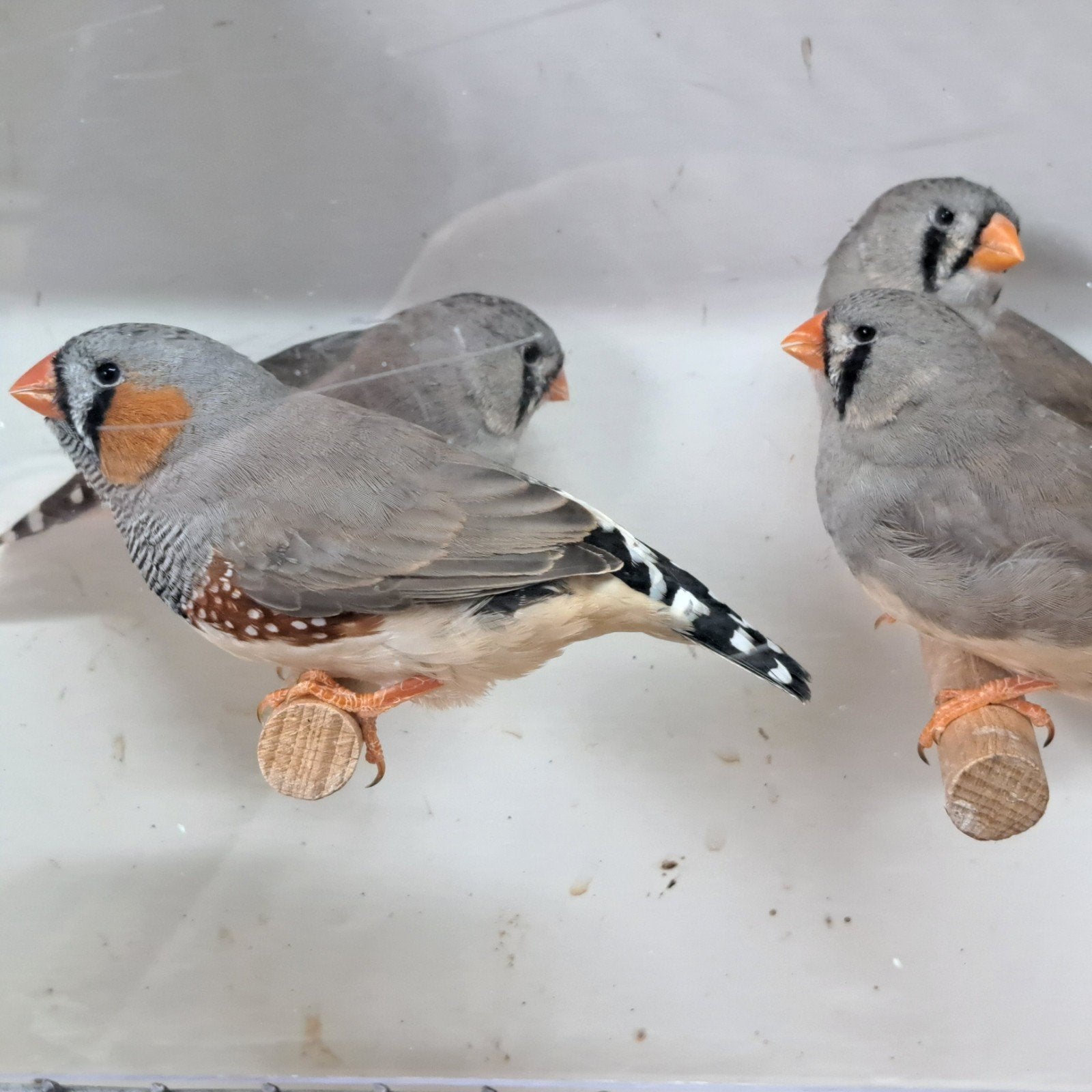 TE KOOP MEERDERE ZEBRAVINKEN, Dieren en Toebehoren, Meerdere dieren