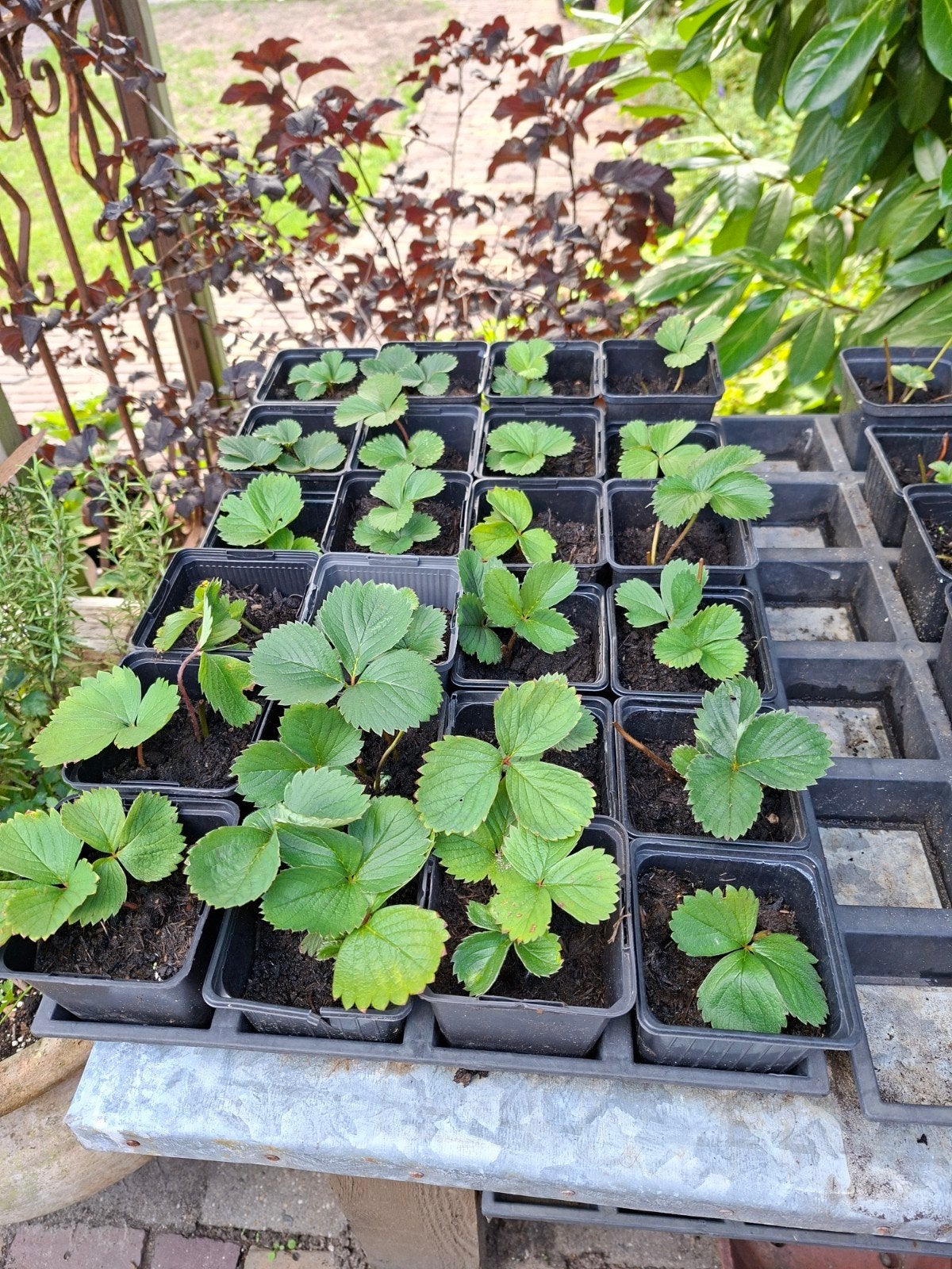 Aardbeienplantjes, Ophalen, Eenjarig, Groenteplanten, Volle zon