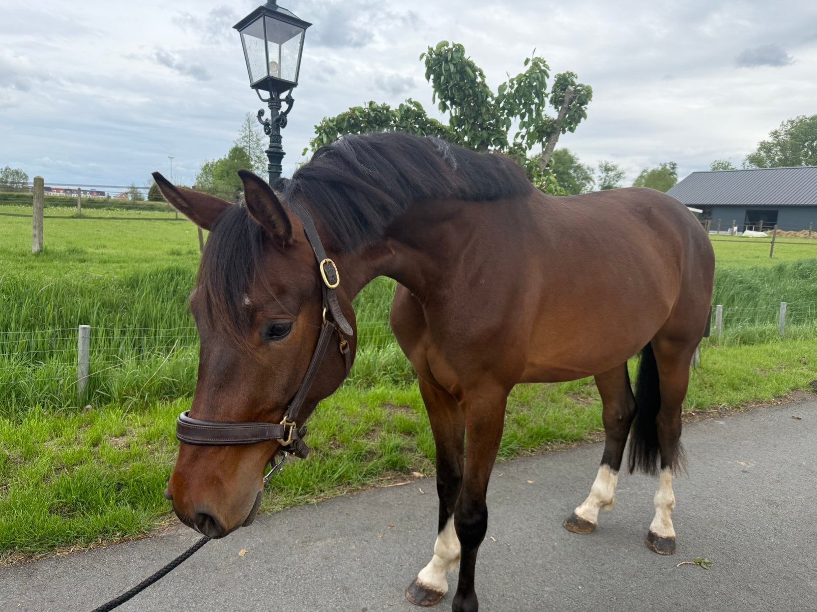 Tovenaar, Ruin, Dressuurpaard, 3 tot 6 jaar, Onbeleerd