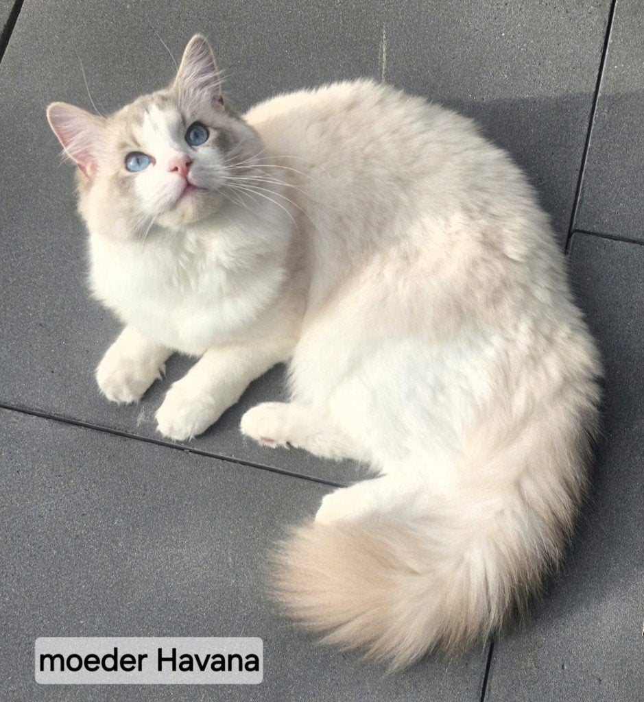 Wij verwachten rond 13 november Ragdoll kittens met stamboom, Geslacht onbekend, Met stamboom