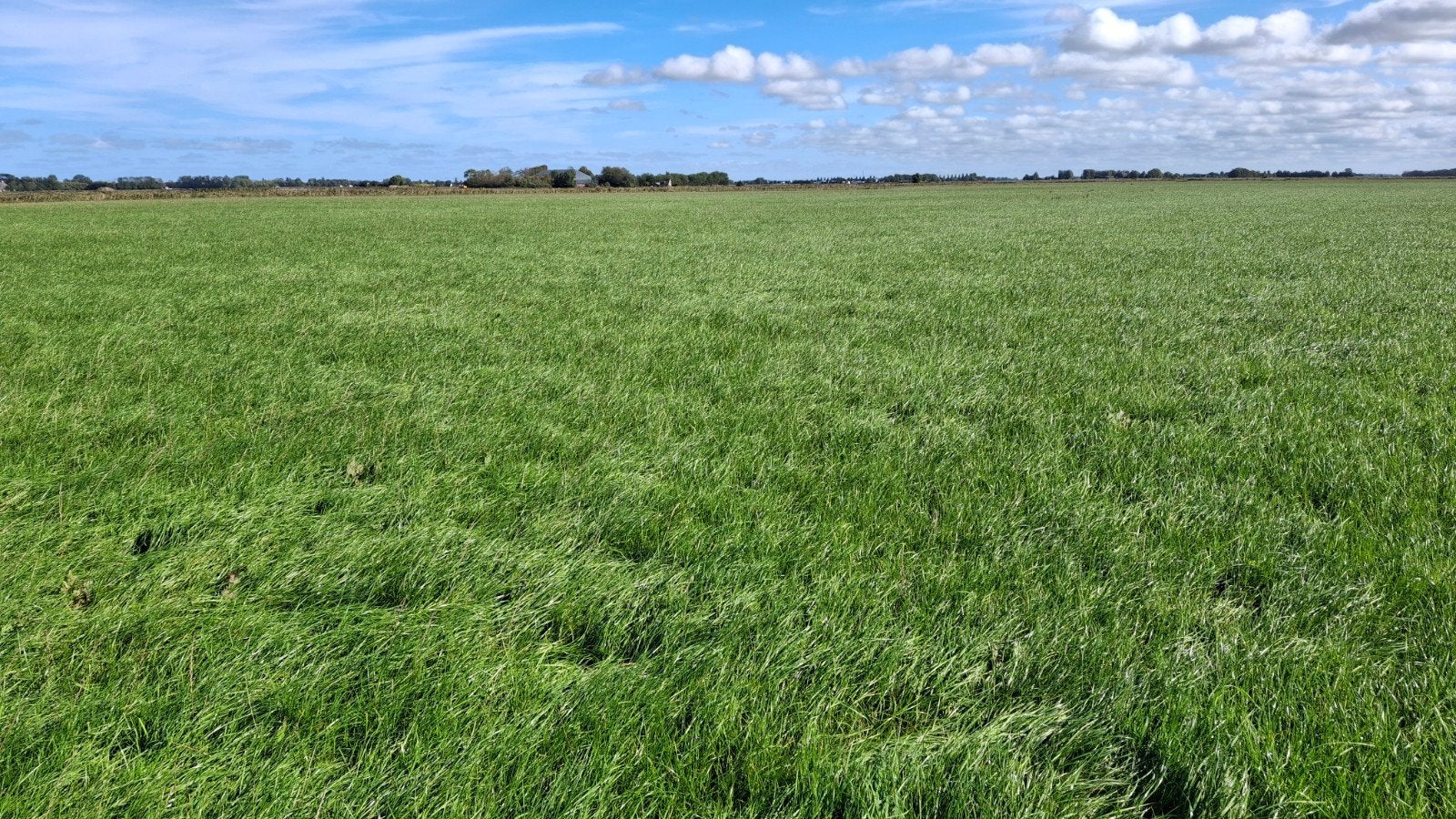 gras op stam., Dieren en Toebehoren