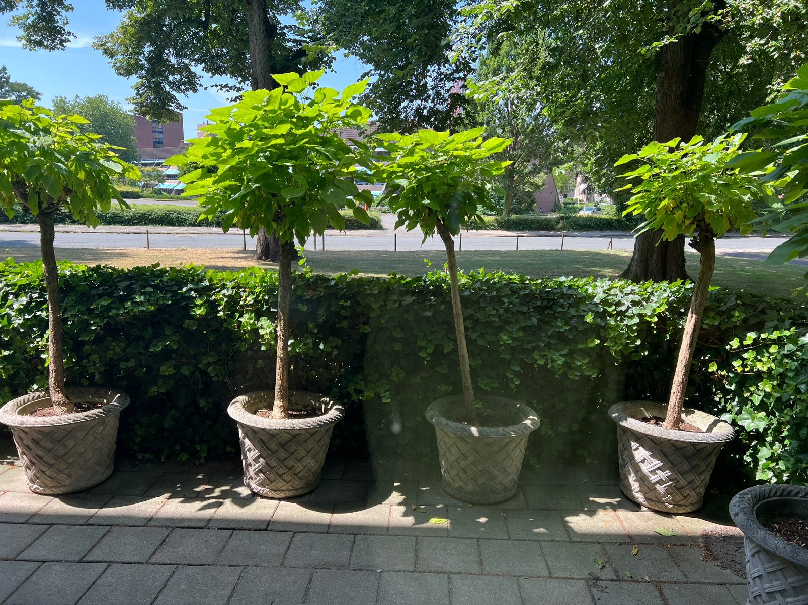 Catalpa’s, Ophalen, Volle zon, Overige soorten, 100 tot 250 cm