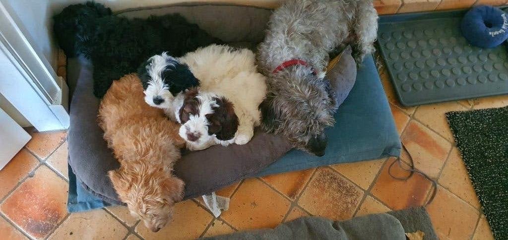 Doodle pups, Dieren en Toebehoren, Honden | Niet-rashonden, Parvo, 8 tot 15 weken, Meerdere, Meerdere dieren