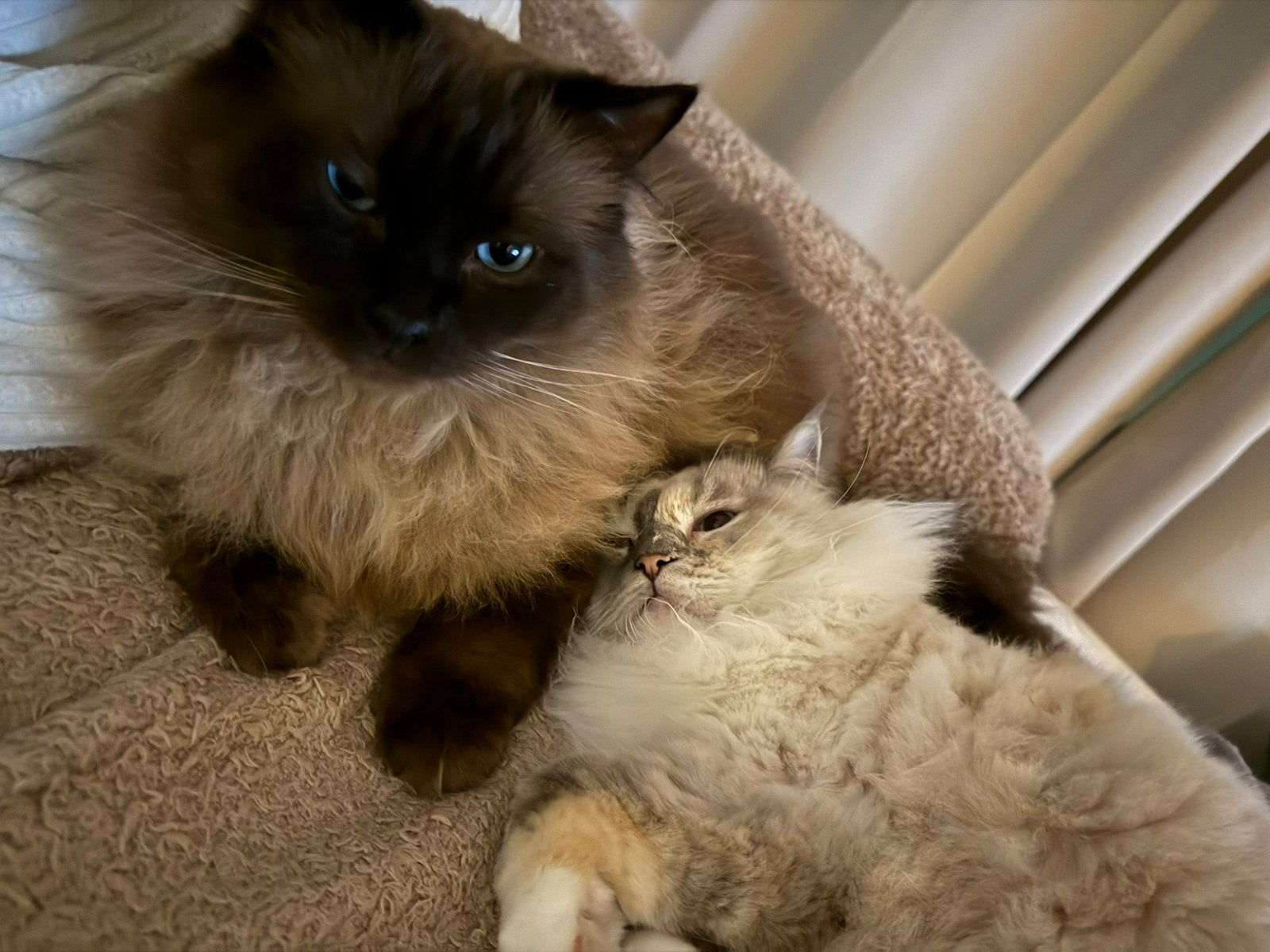 Gouden mandje gezocht voor Bing & Mina – uitsluitend samen ️, Meerdere dieren, Met stamboom