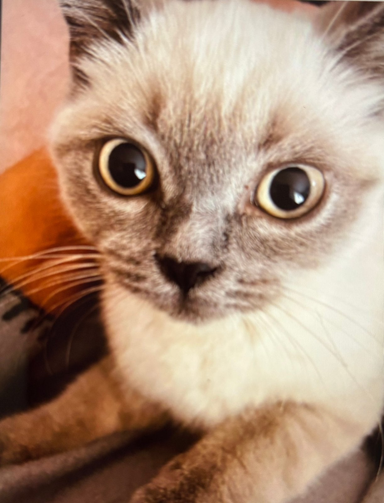 British kittens, Meerdere dieren, Kortharig, 0 tot 2 jaar