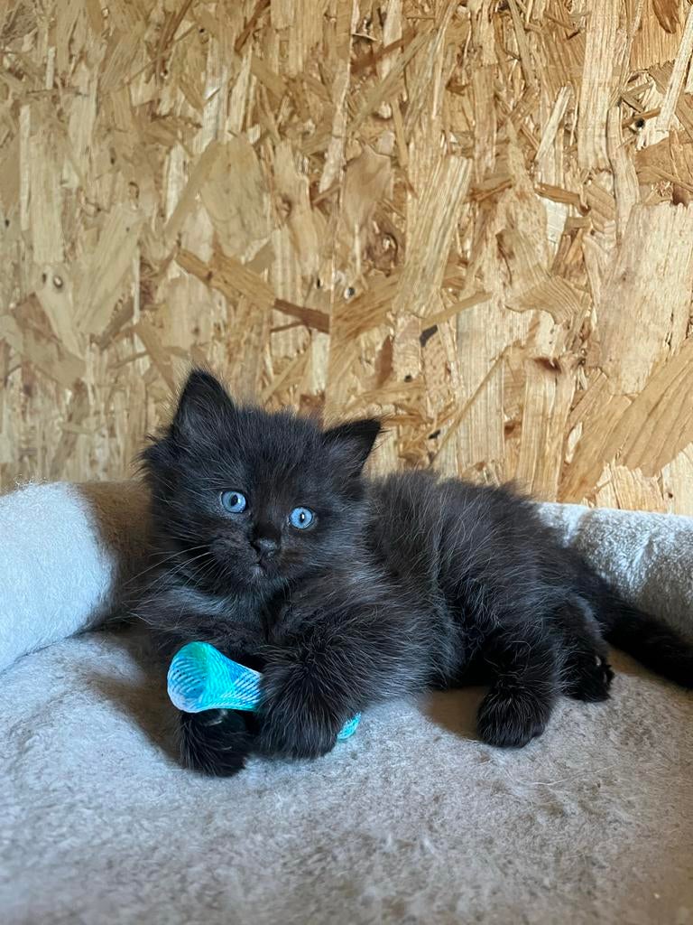 Ragdoll kitten Black Solid met stamboom, Dieren en Toebehoren, Katten en Kittens | Raskatten | Langhaar, Kater, Met stamboom, 0 tot 2 jaar