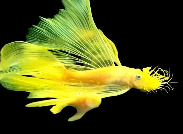 Prachtige Ancistrus L144 (Blauwe Ogen) – Jonge Visjes, Vis