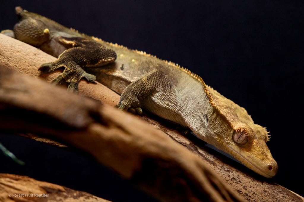 Wimper Gekko 1.0 Crested Gecko - male for sale from Forest Fruits Reptiles