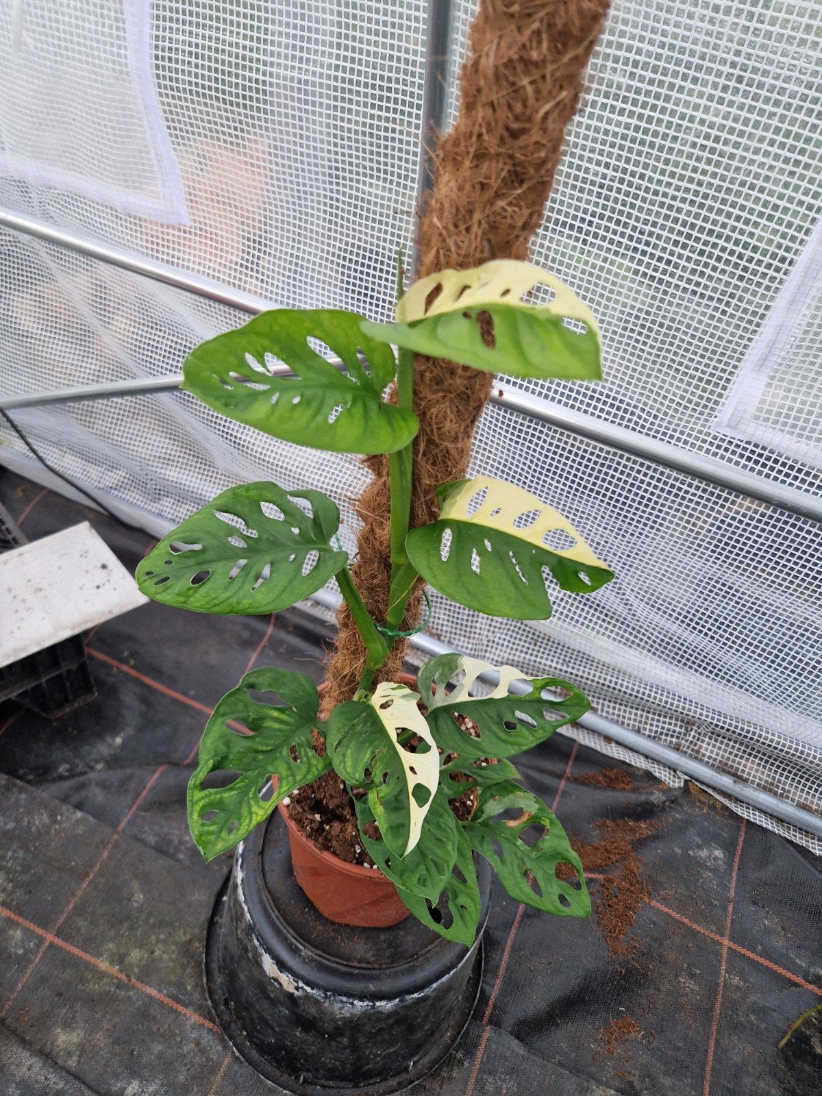 Monstera Adansonii Variegata kamerplant op mosstok, Ophalen of Verzenden, Halfschaduw, Minder dan 100 cm