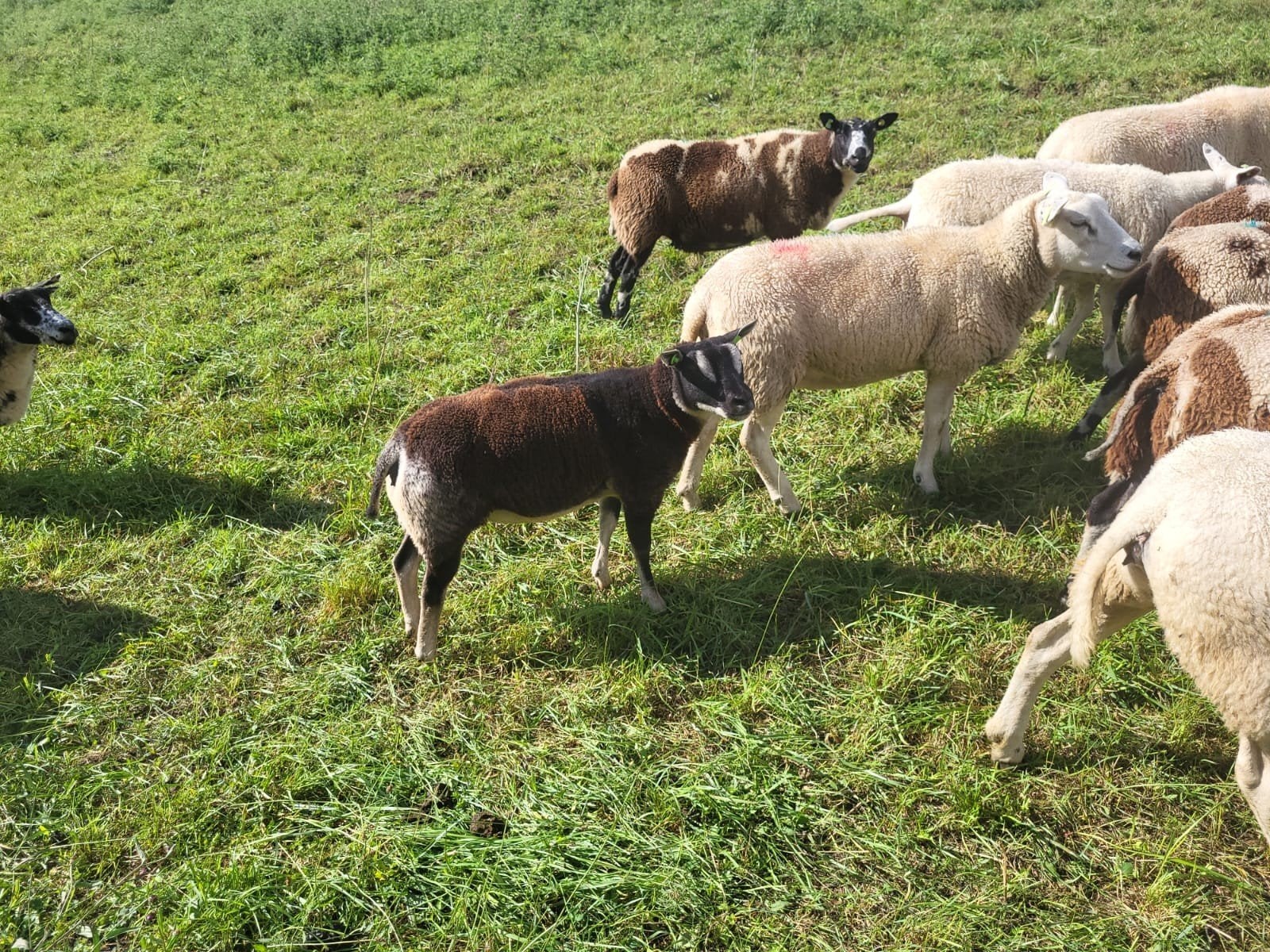 Dassenkop ooij, Vrouwelijk, Schaap