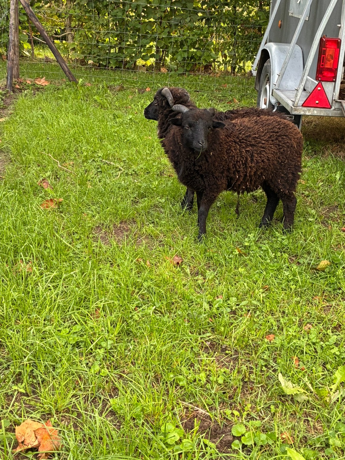 Ouessant ram 2026, Mannelijk, Schaap