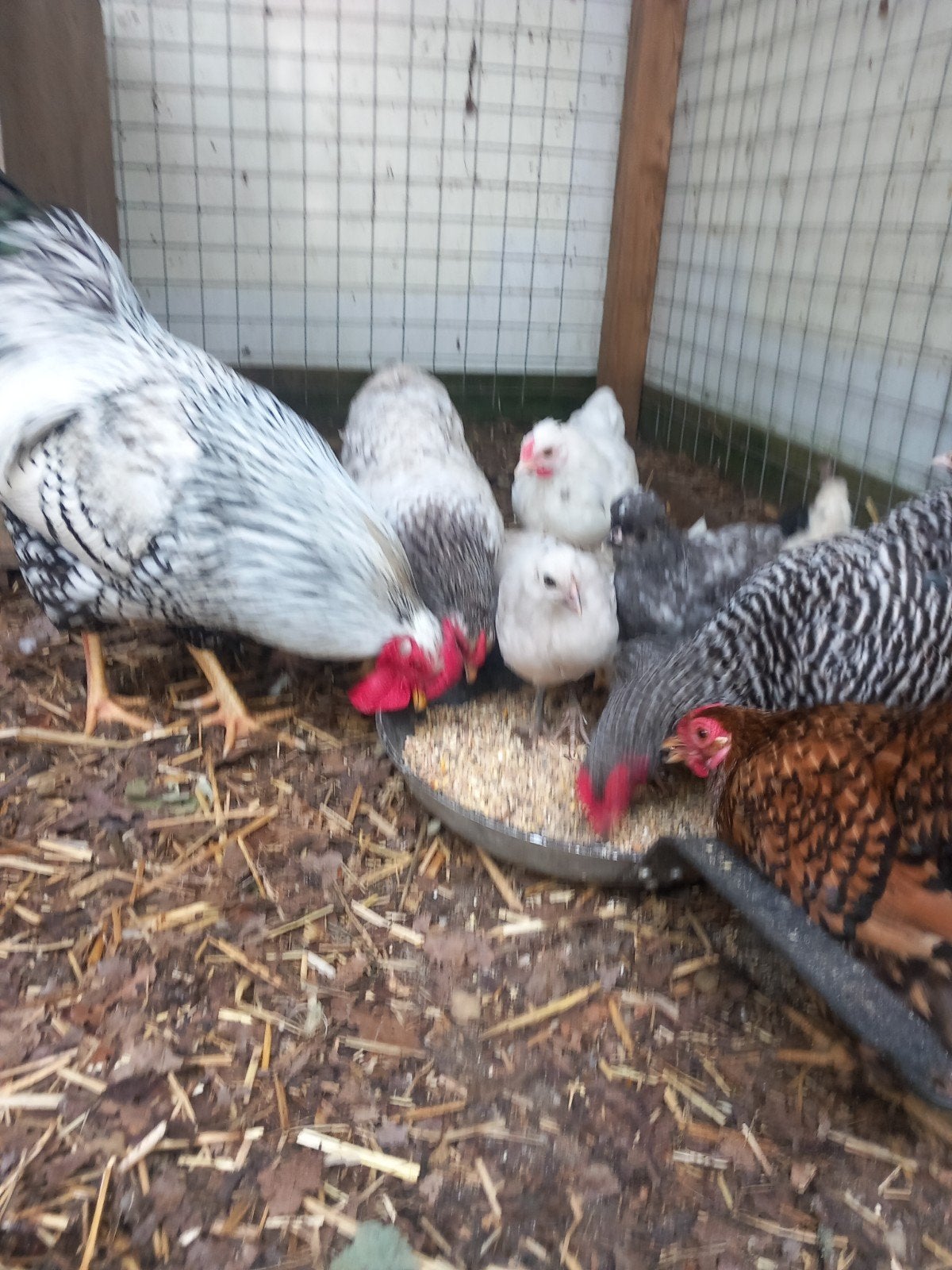 Kuikens kriel mix  wyandot kleurlegger, Geslacht onbekend, Kip