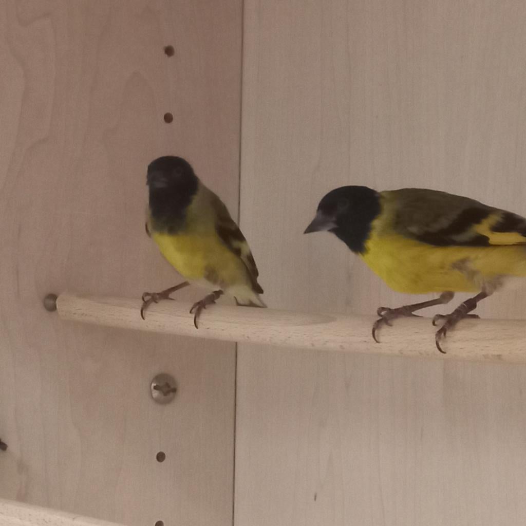 Zwartkopsijs  maglaan sijs, Mannelijk