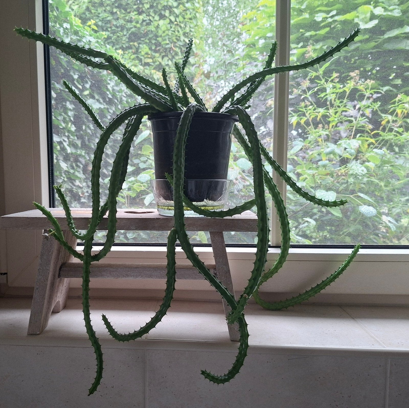 Slangen Cactus / Vetplant, Huis en Inrichting, Ophalen, Cactus, Halfschaduw, Minder dan 100 cm