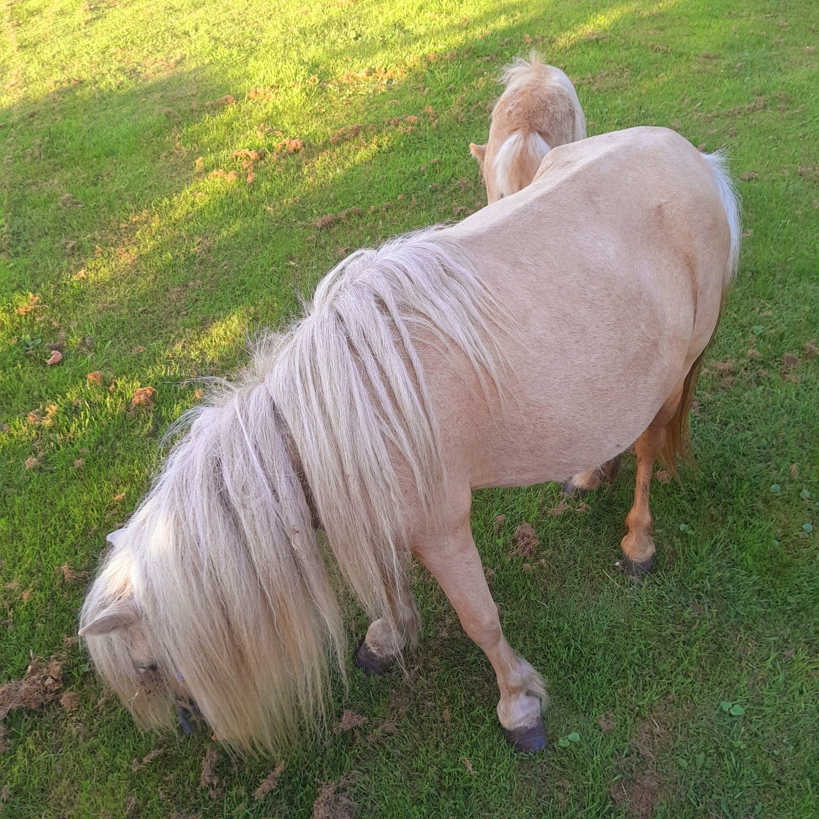 3 prachtige lieve pony's Palomino & Appaloosa, Dieren en Toebehoren, Merrie, A pony (tot 1.17m), 0 tot 2 jaar