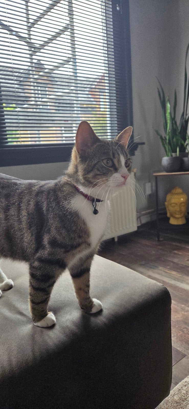 Kat zoek ander huis. Gechipt en gecastreerd., Kater, Gechipt, 0 tot 2 jaar