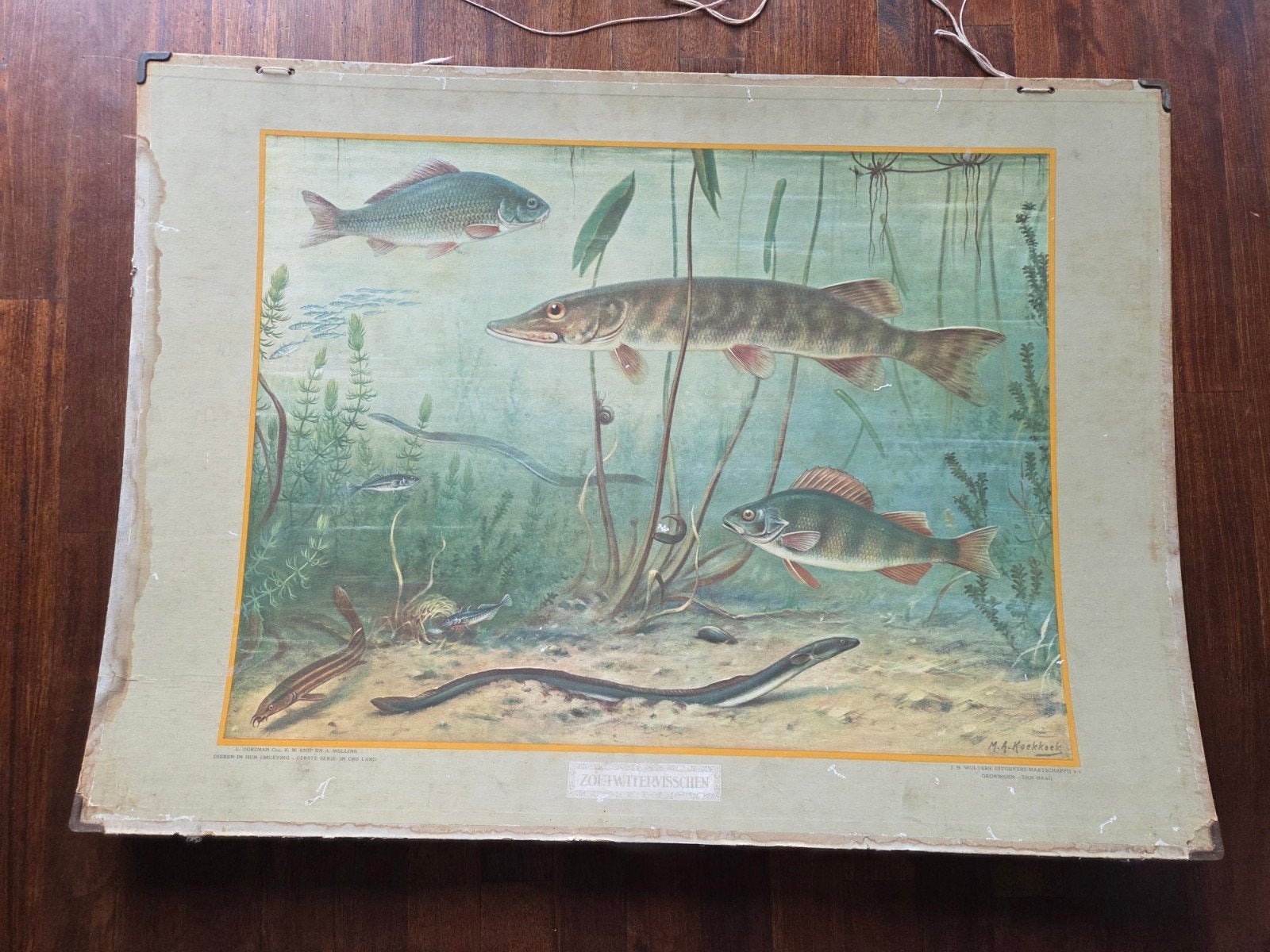 Koekkoek schoolplaat Zoetwatervissen / Bij de ruïne, Ophalen of Verzenden, Natuur en Biologie