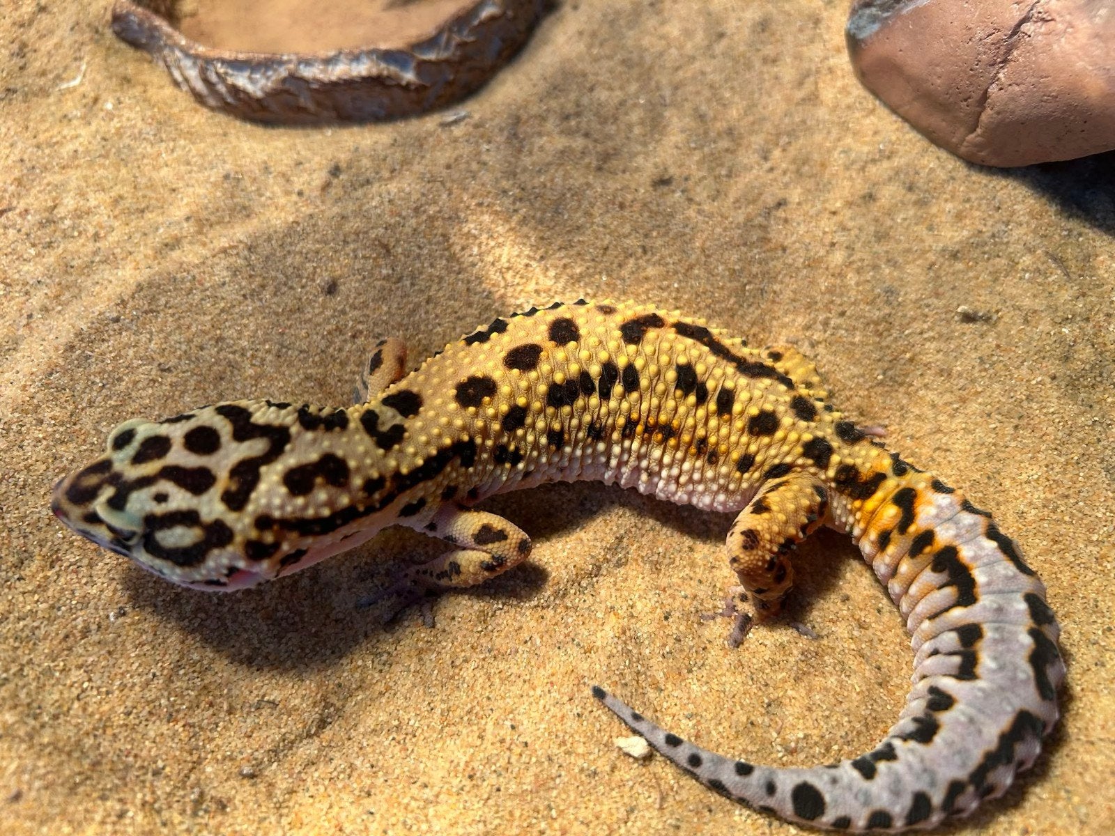 Luipaard Gekko vrouwtje, Hagedis, 0 tot 2 jaar