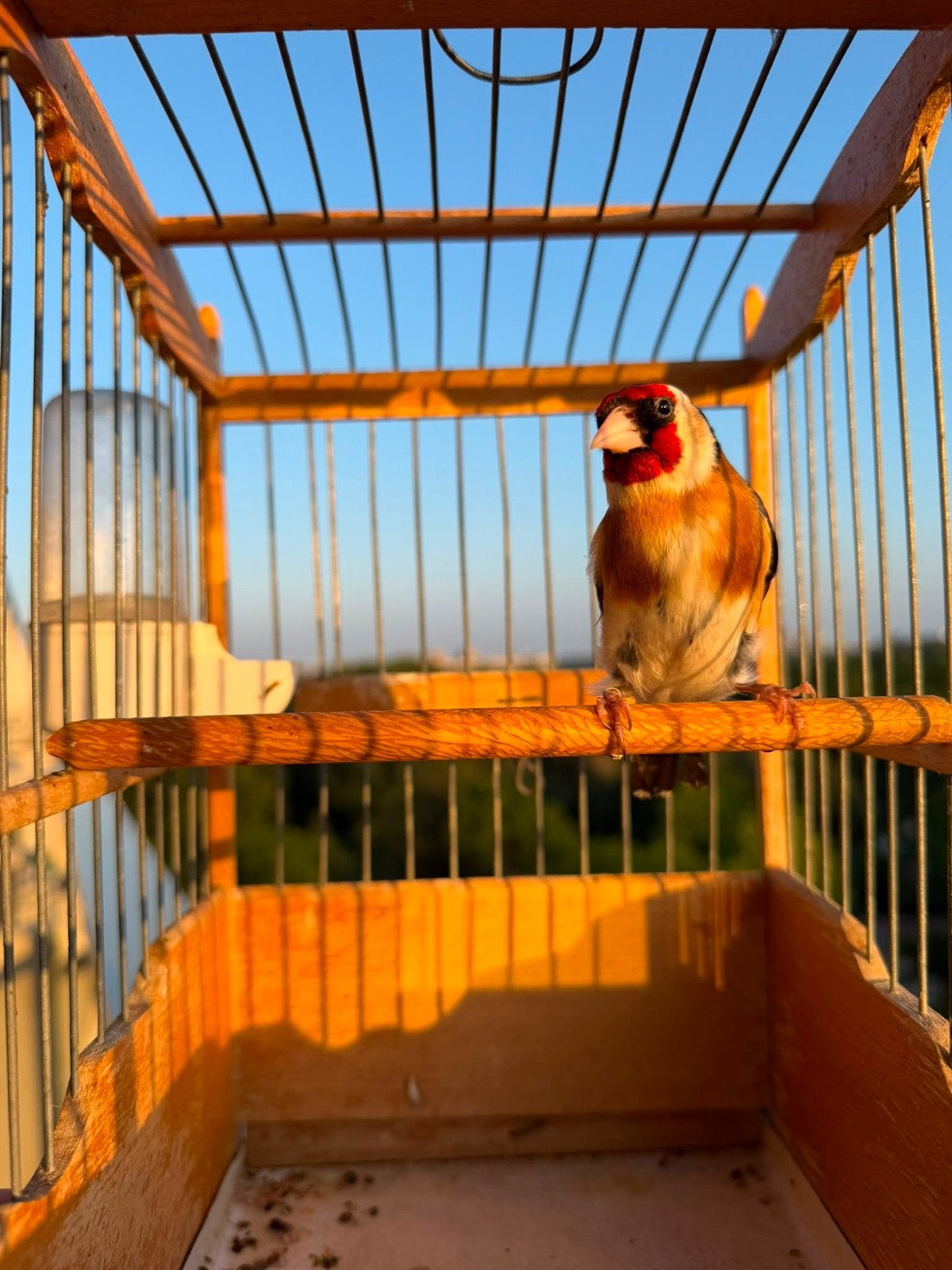 Parva putter man, Dieren en Toebehoren, Vogels | Overige Vogels, Mannelijk, Wildzangvogel
