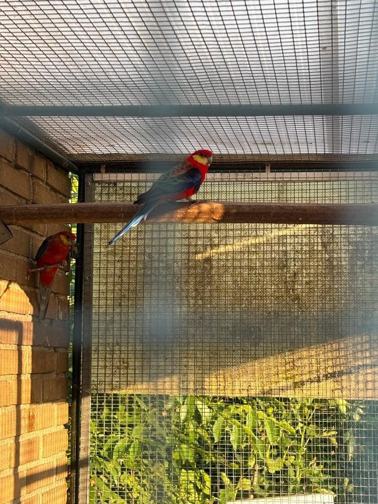 Stanleyrosella, Geslacht onbekend, Parkiet, Geringd