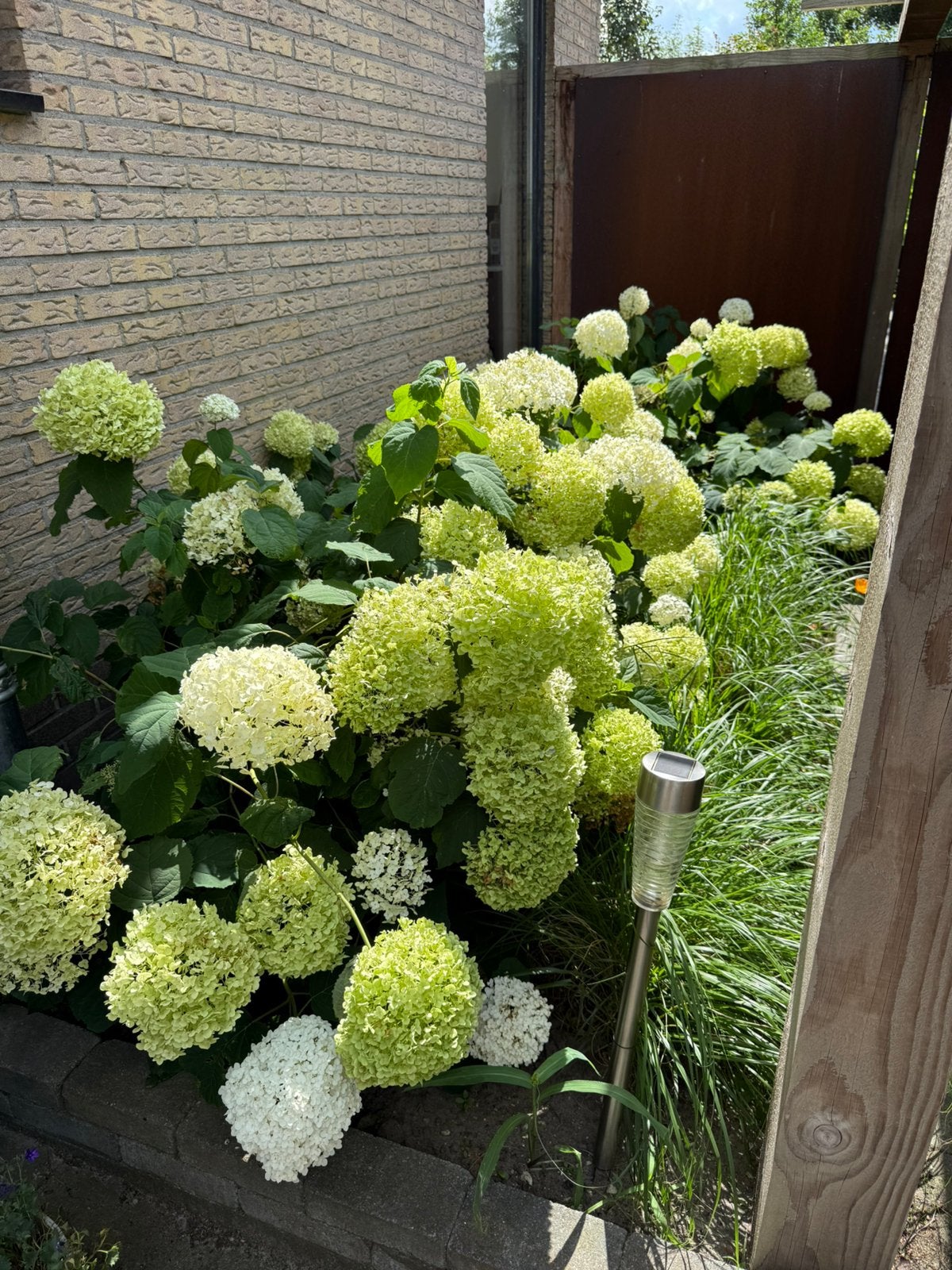 8 stuks - strong  Annabelle hortensia – direct volle plant, Ophalen, Overige soorten, Halfschaduw