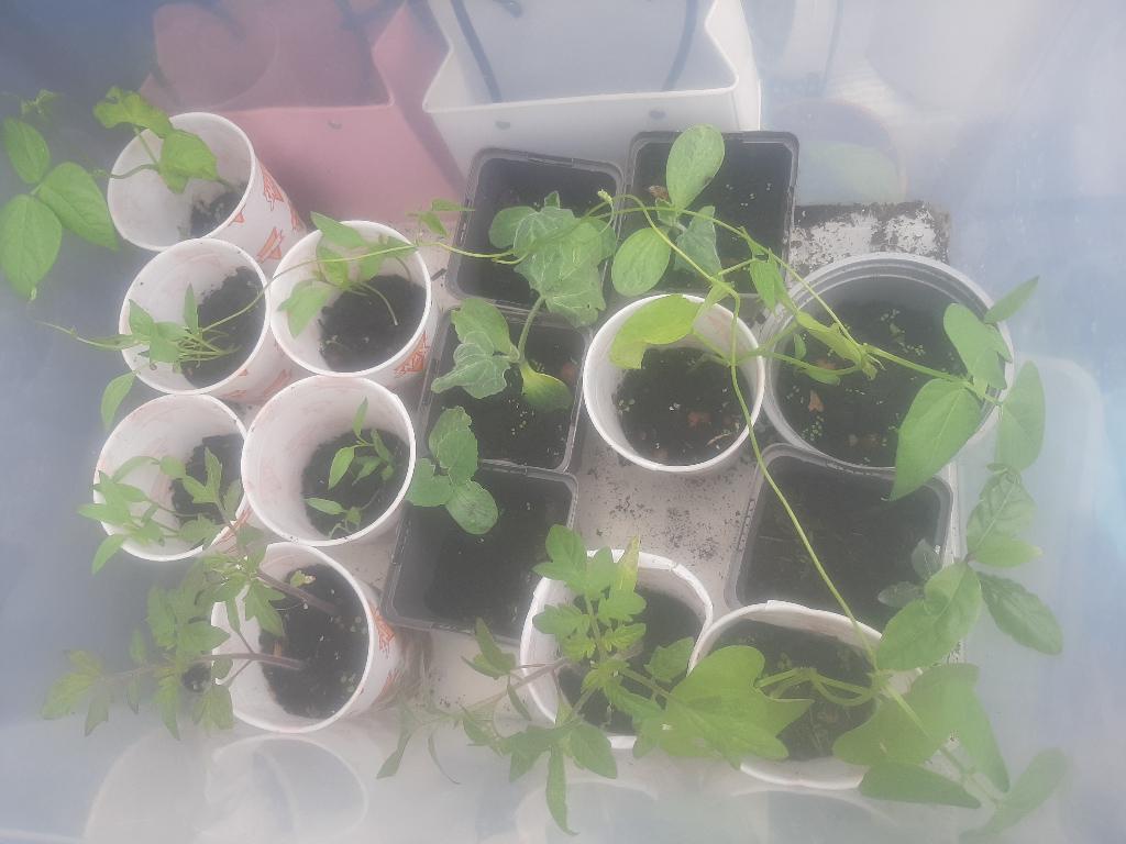 Moestuin planten  tussen 1 tot 1,50 euro, Ophalen, Eenjarig, Groenteplanten, Volle zon
