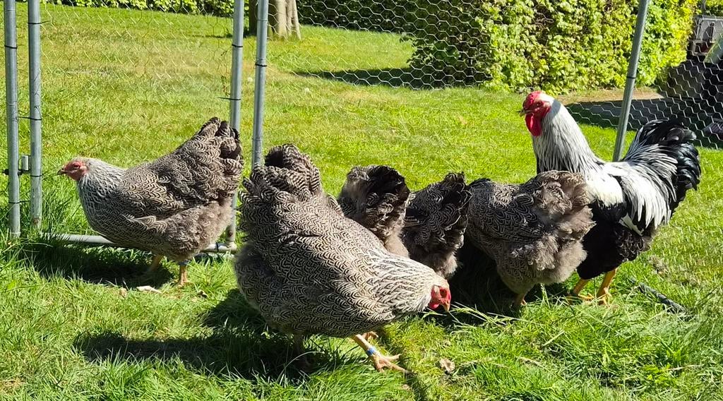 Toom Wyandotte groot meerzomig zilverpatrijs, Dieren en Toebehoren, Pluimvee, Meerdere dieren, Kip