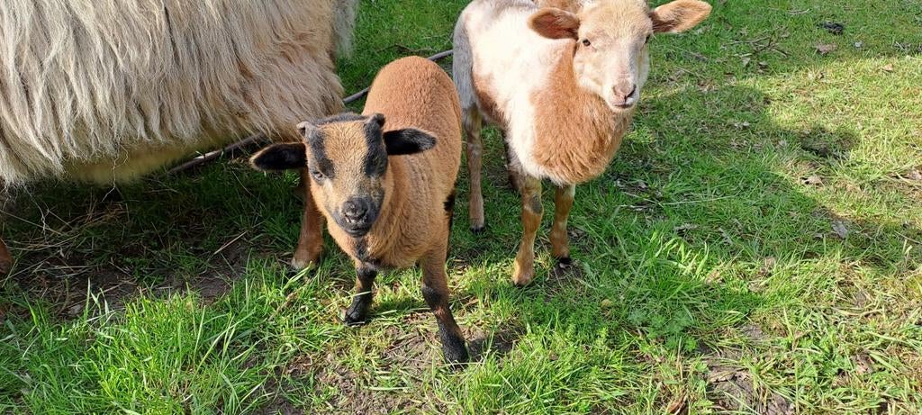 Ooi met lammetjes drents heideschaap (ooitje/rammetje), Dieren en Toebehoren, Meerdere dieren, Schaap