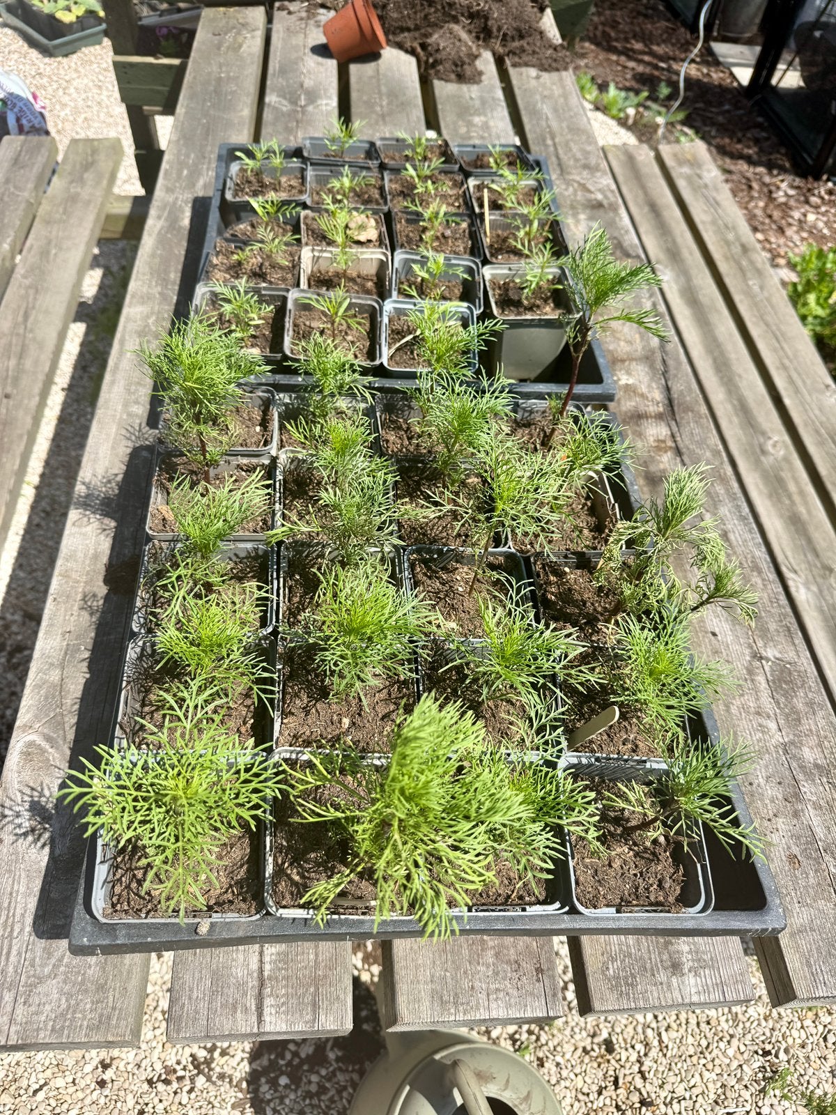 Biologische Cosmea Pinkie & Cosmea Psyche plantjes, Volle zon, Eenjarig, Zomer, Ophalen