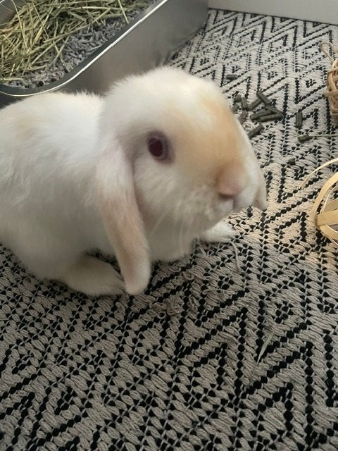 Lief konijntje beschikbaar (minilop lutino vrouwtje), Dieren en Toebehoren, Vrouwelijk, Klein, Hangoor, 0 tot 2 jaar