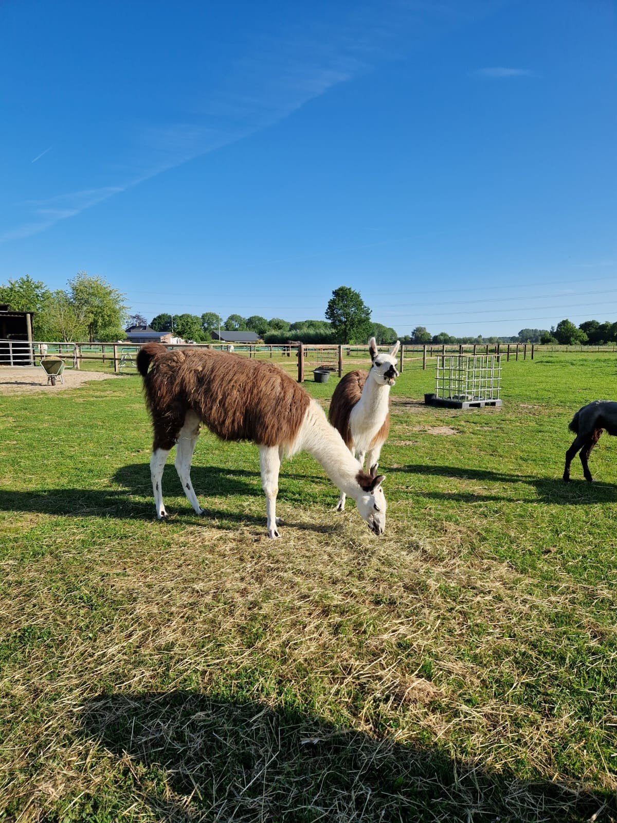 Lama 2 prachtige lama ruinen, Dieren en Toebehoren, Augustus, Meerdere dieren
