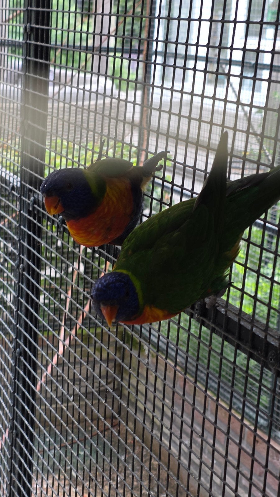 Lorie van de Blauwe Bergen kweekkoppel en jongen, Meerdere dieren, Papegaai, Tam