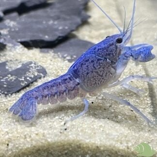Blauwe Florida kreeften, Dieren en Toebehoren, Vissen | Aquariumvissen, Vis